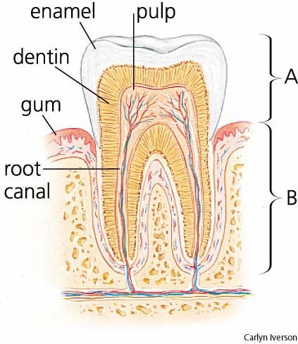Tooth Teeth dentist